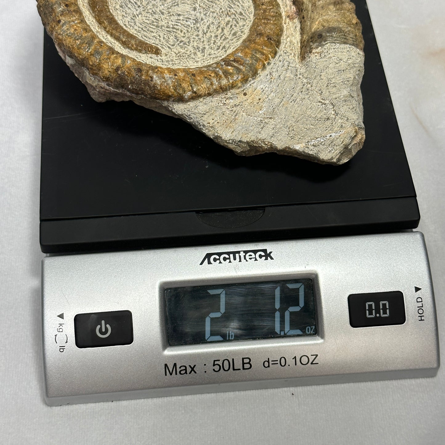 Stunning Display Piece - Anetoceras Heteromorph Ammonite