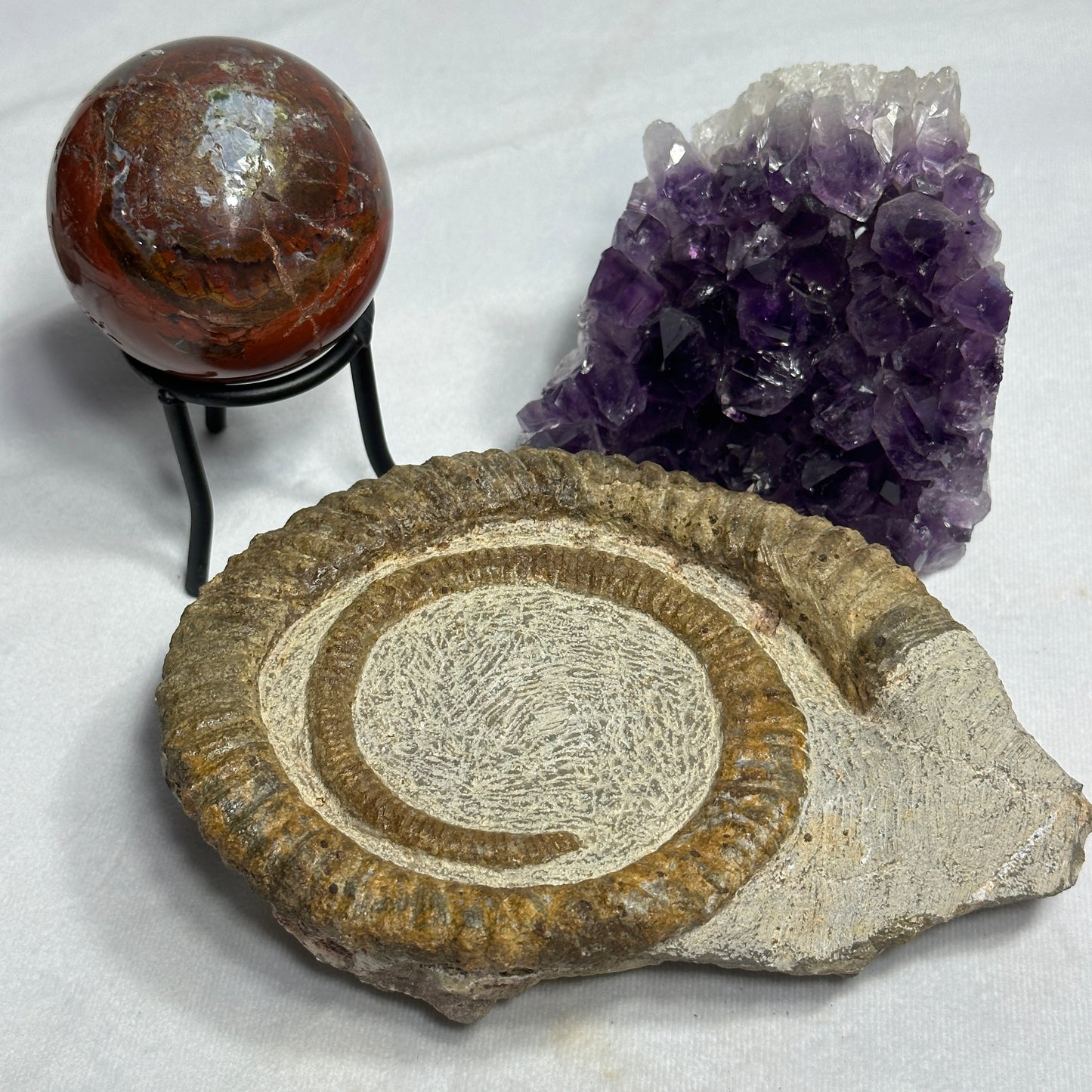 Stunning Display Piece - Anetoceras Heteromorph Ammonite