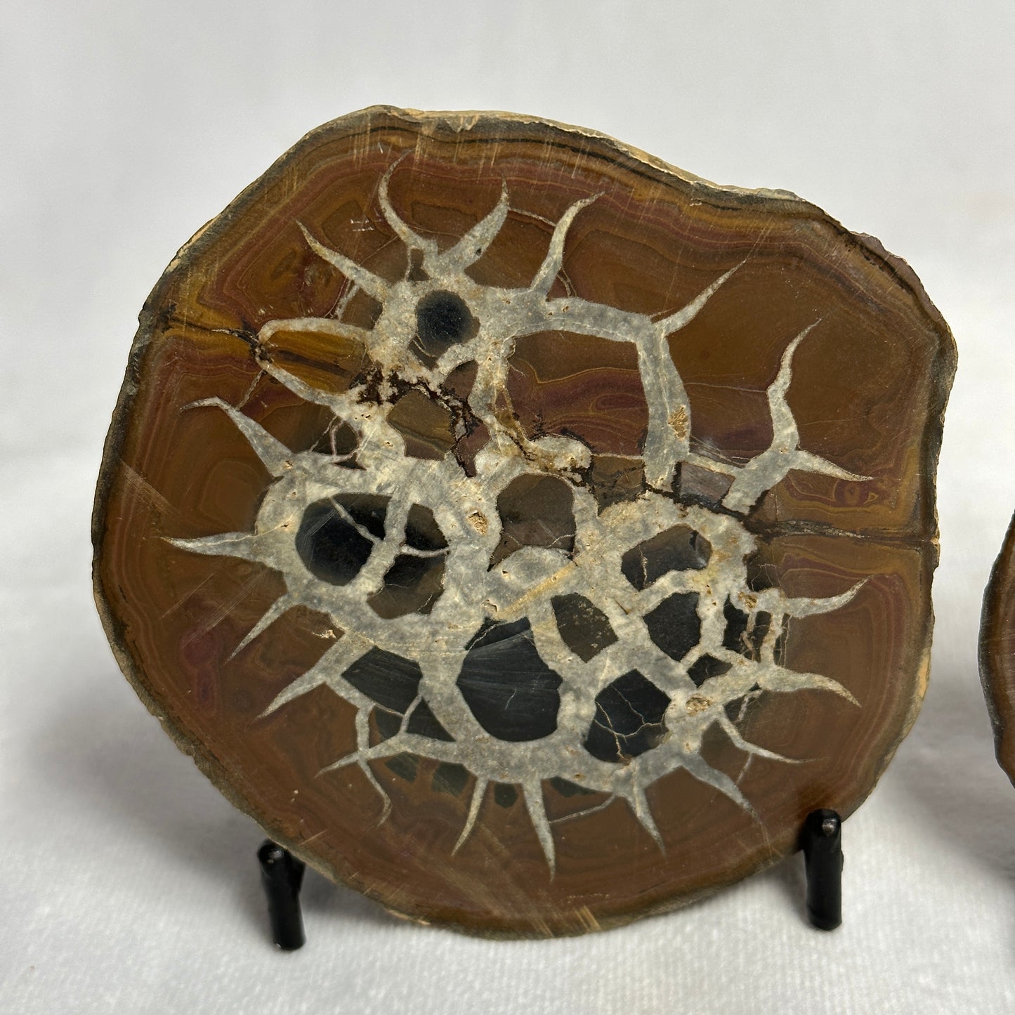 Gorgeous Split Septarian Nodule