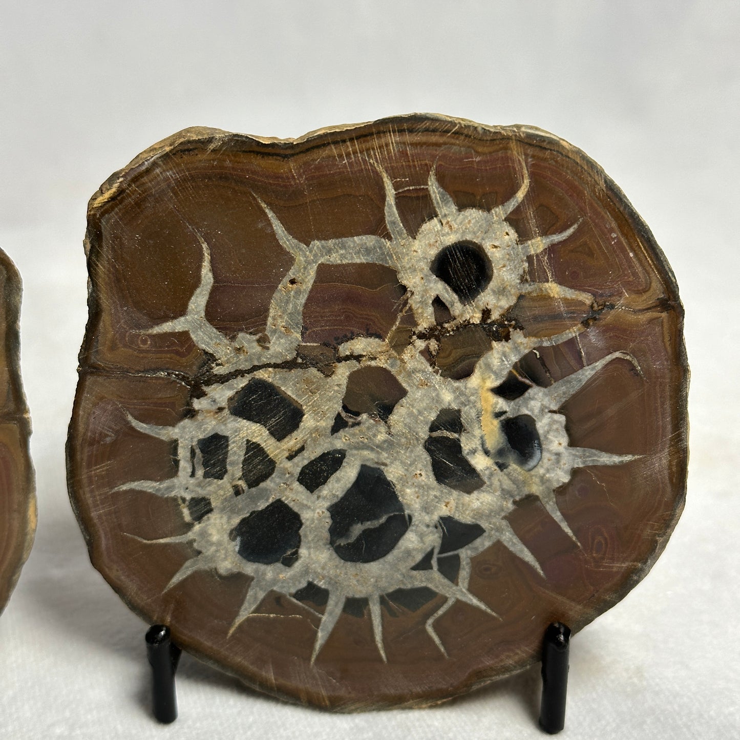 Gorgeous Split Septarian Nodule