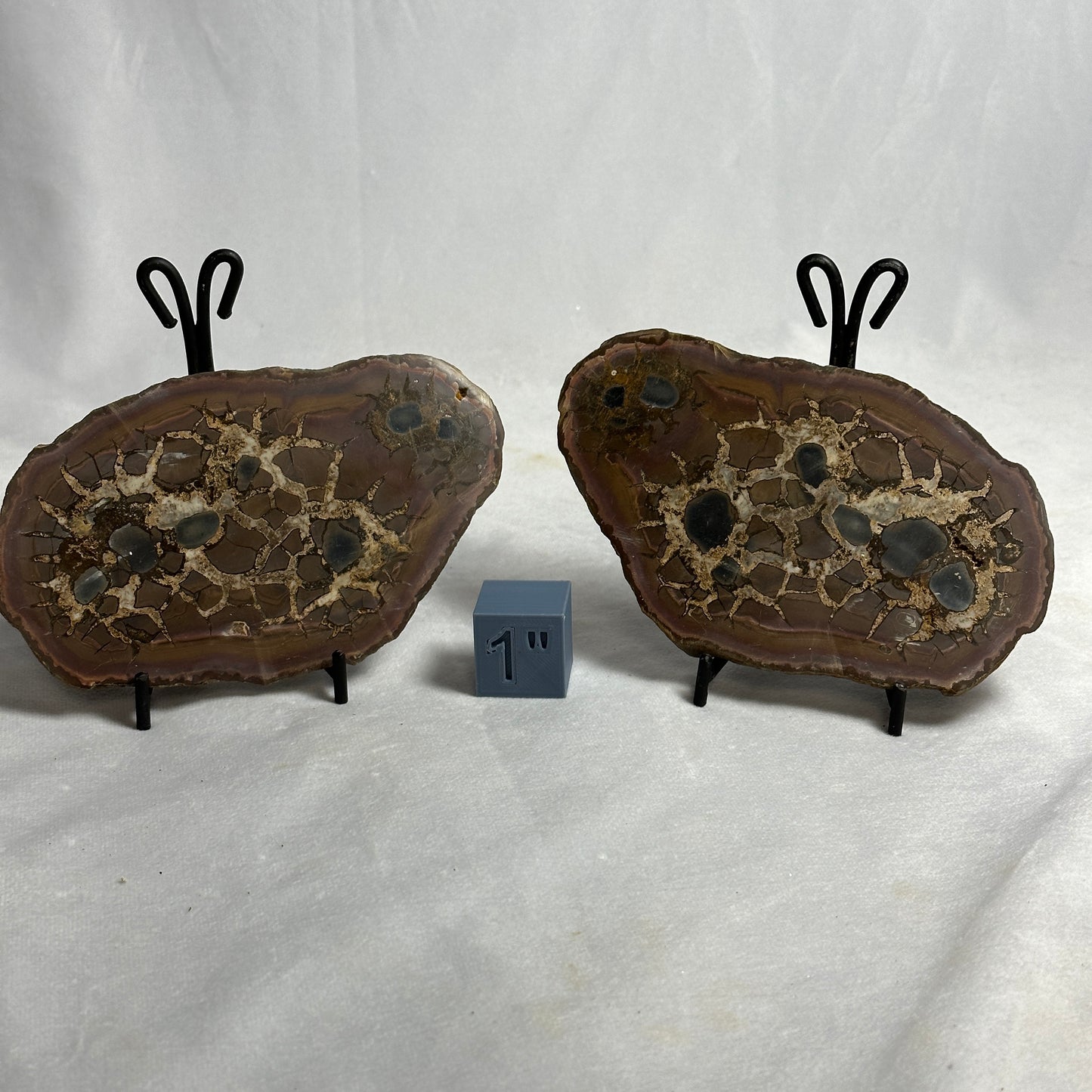 Lovely Split Septarian Nodule