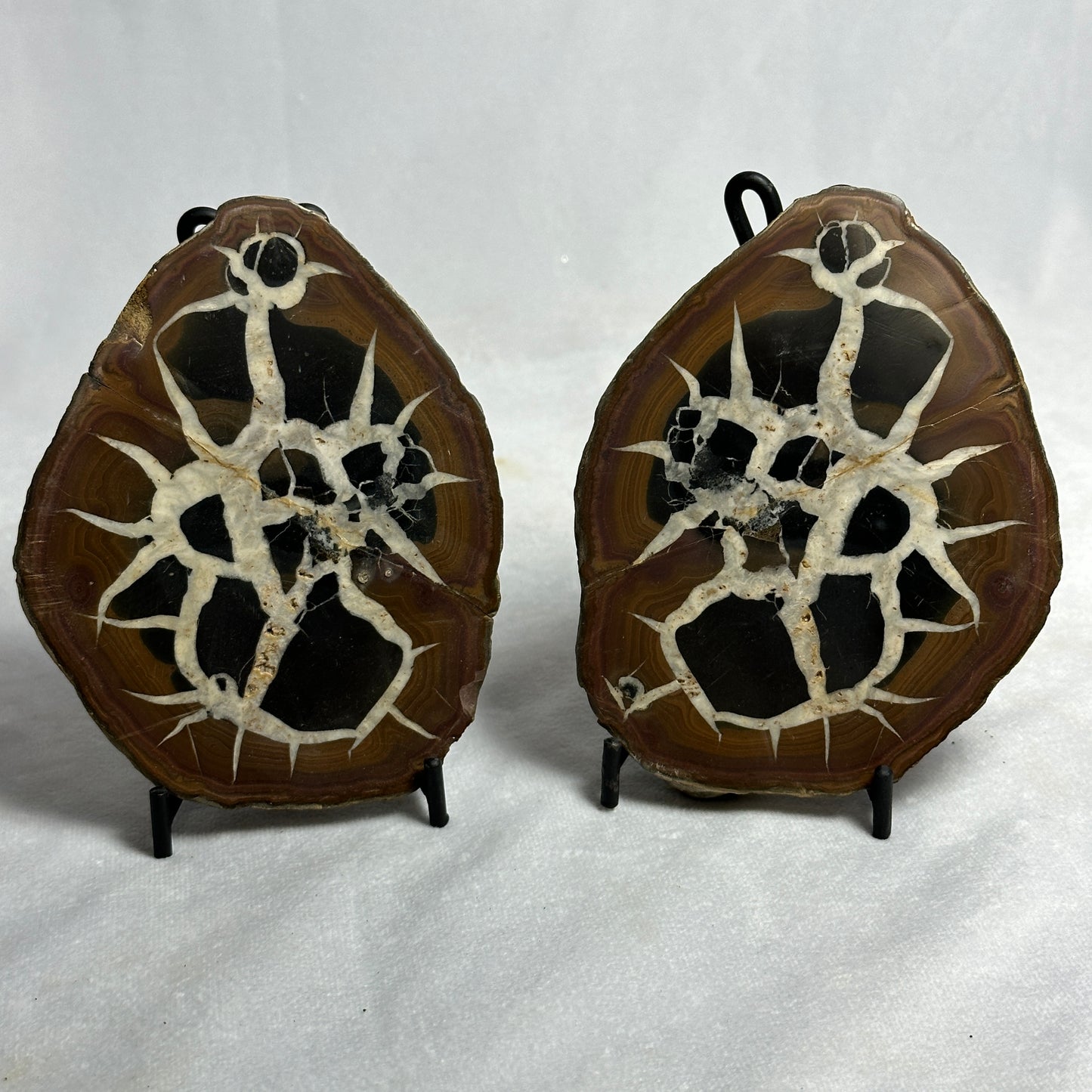 Fascinating Split Septarian Nodule