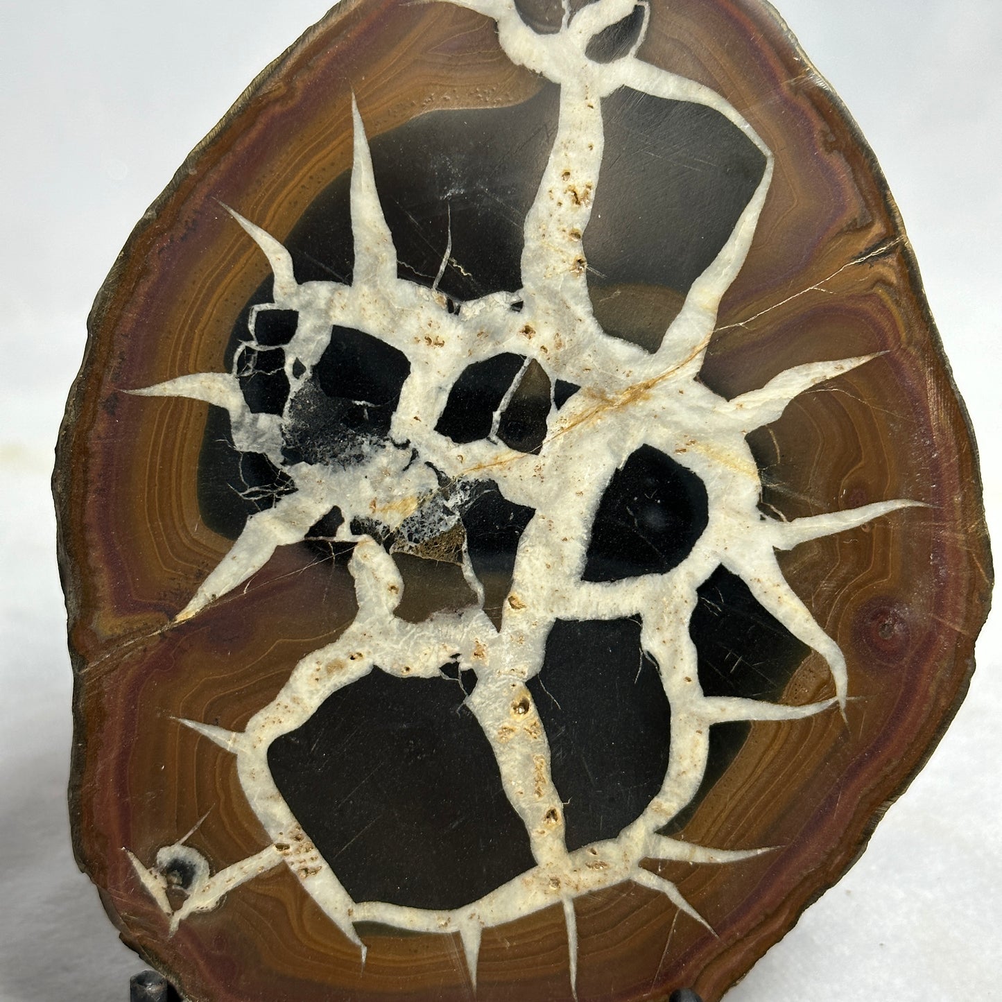 Fascinating Split Septarian Nodule
