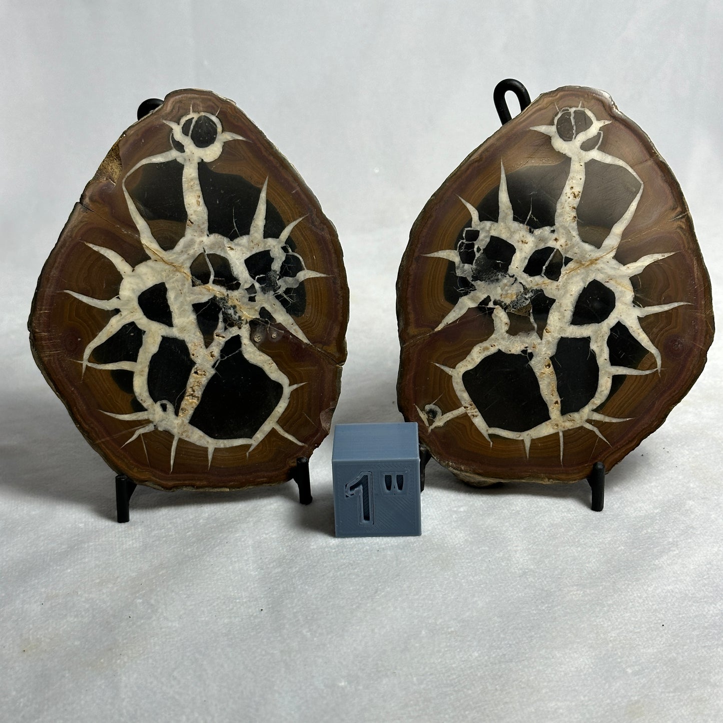 Fascinating Split Septarian Nodule