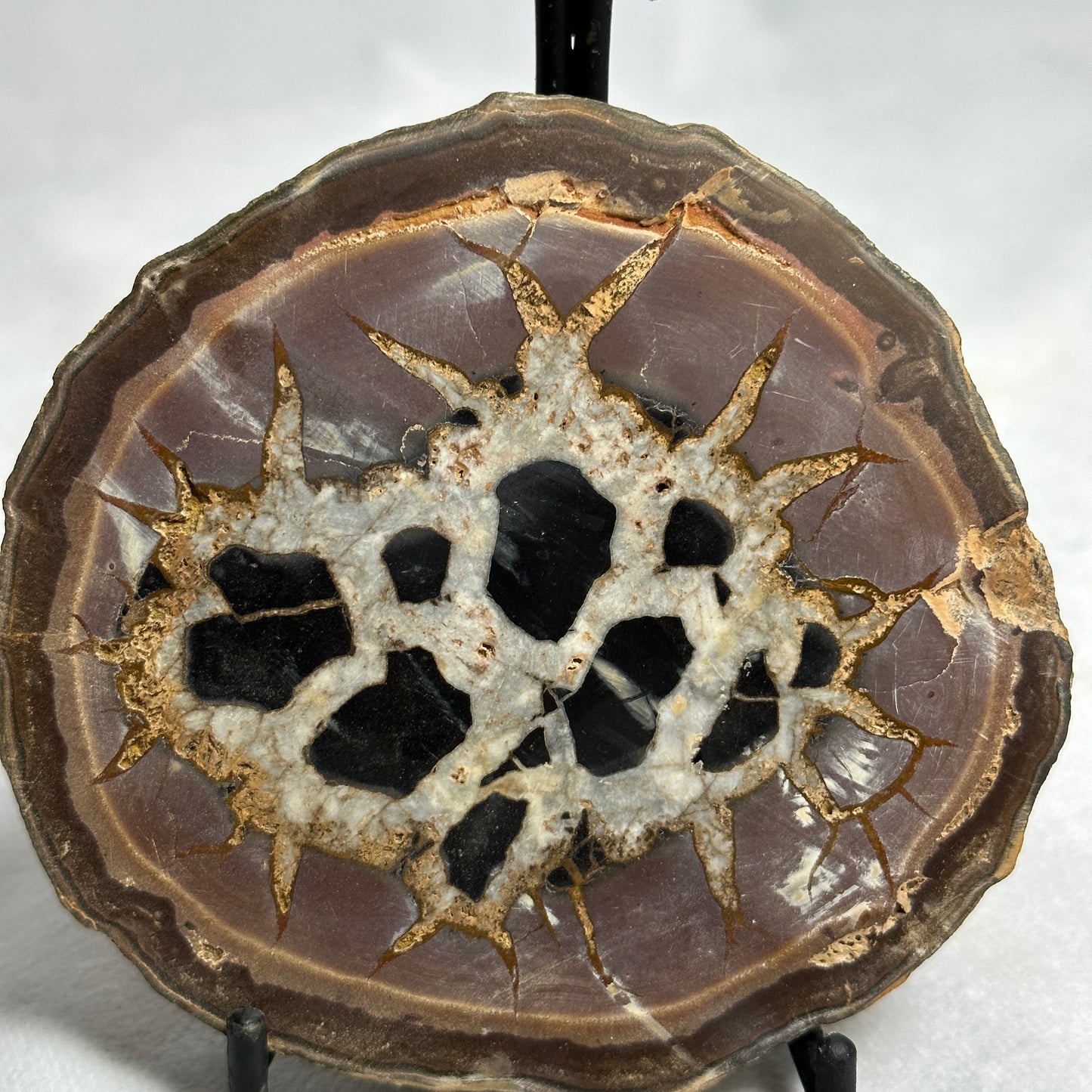 Distinct Split Septarian Nodule