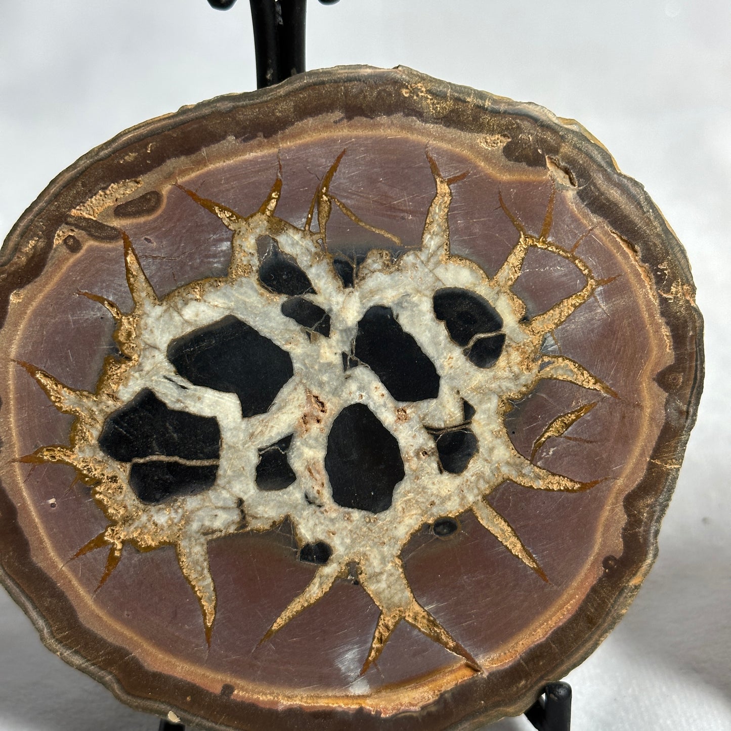 Distinct Split Septarian Nodule