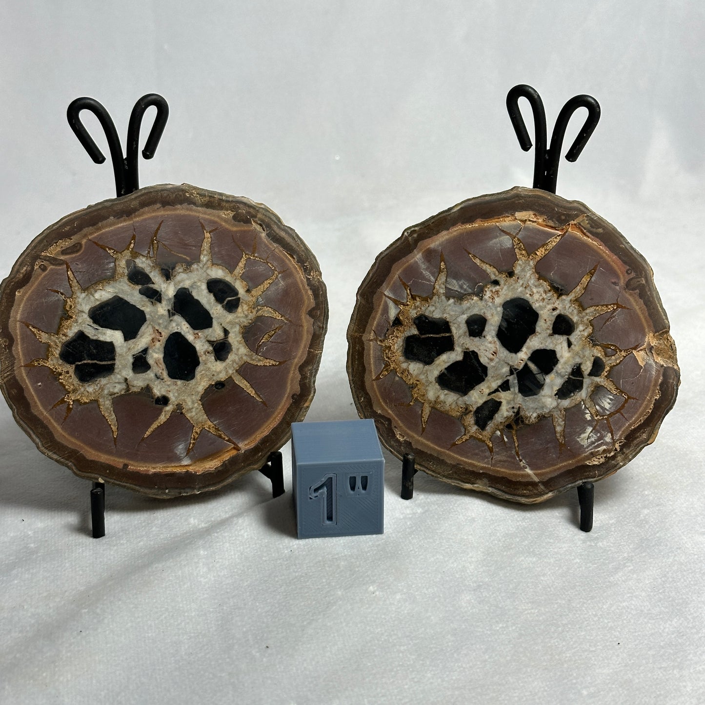 Distinct Split Septarian Nodule