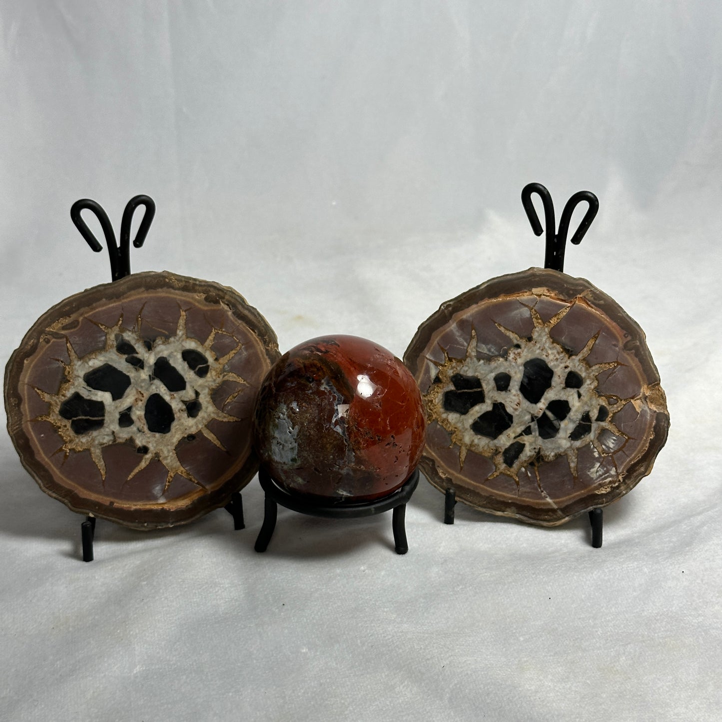Distinct Split Septarian Nodule