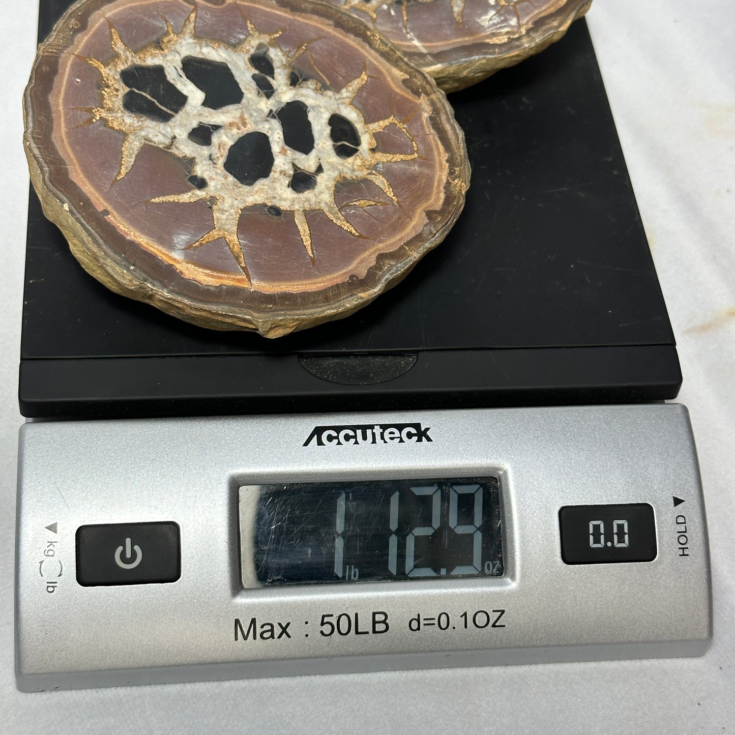 Distinct Split Septarian Nodule