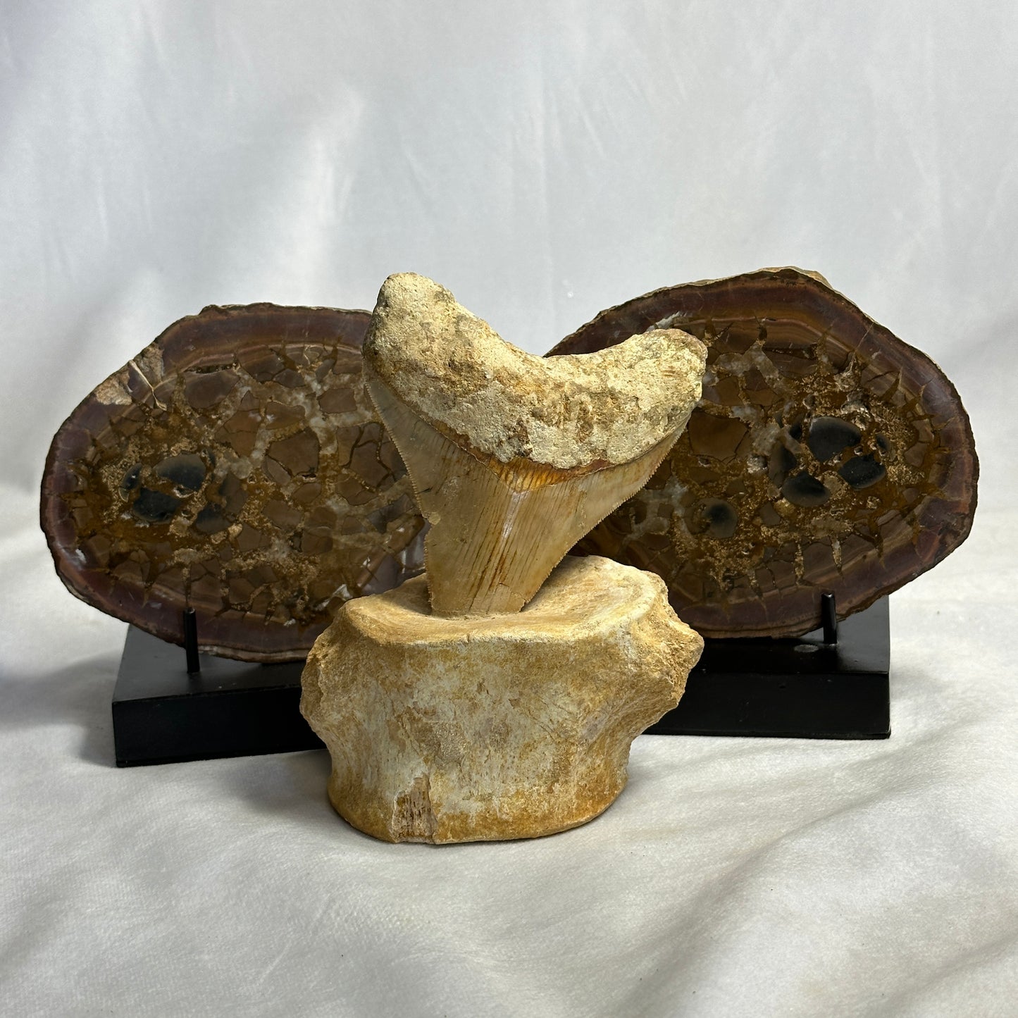 Spectacular Split Septarian Pair
