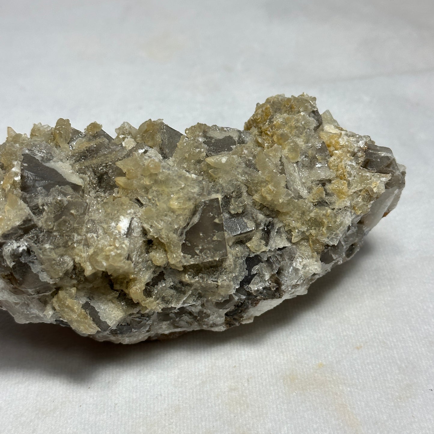 Remarkable Dogtooth Specimen