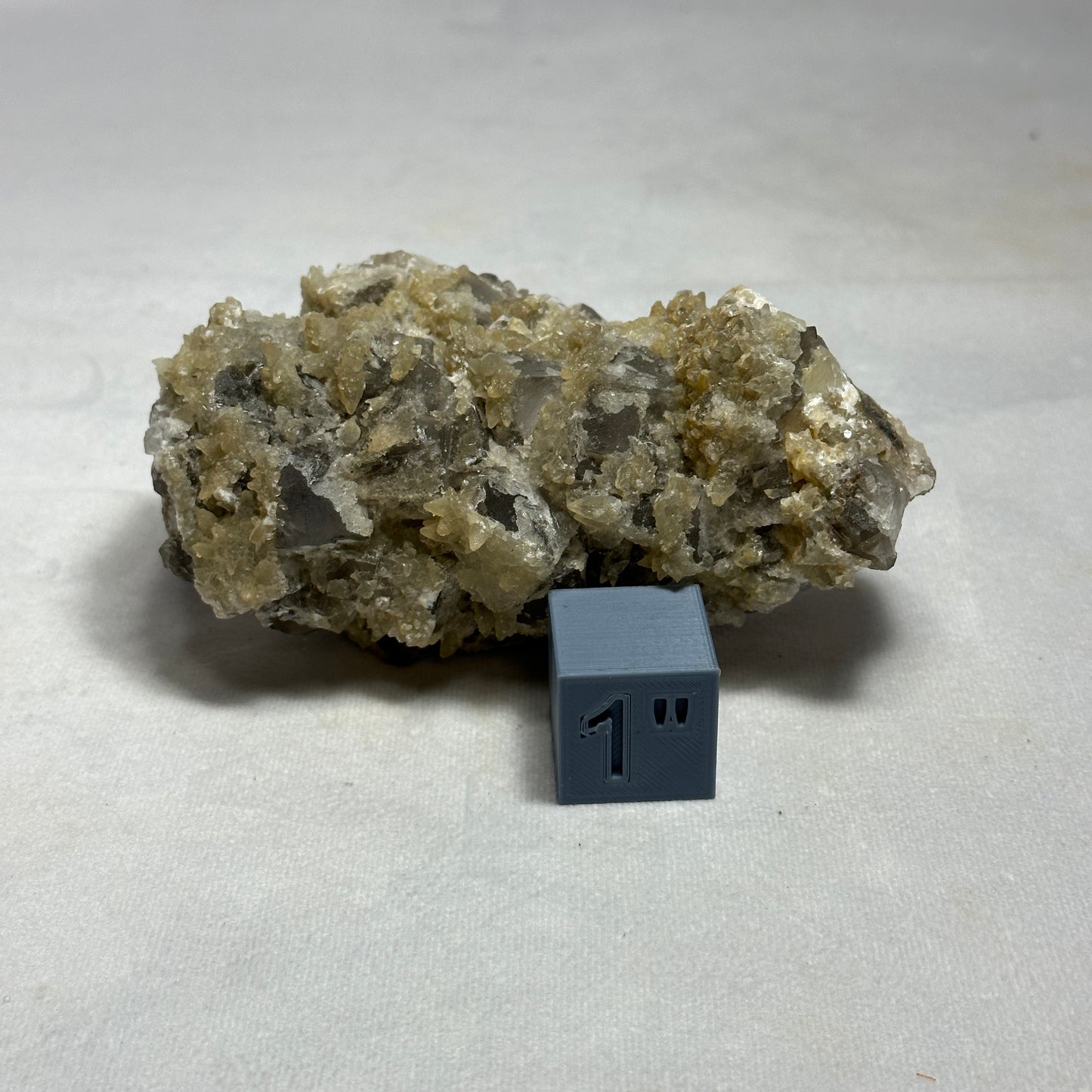 Remarkable Dogtooth Specimen