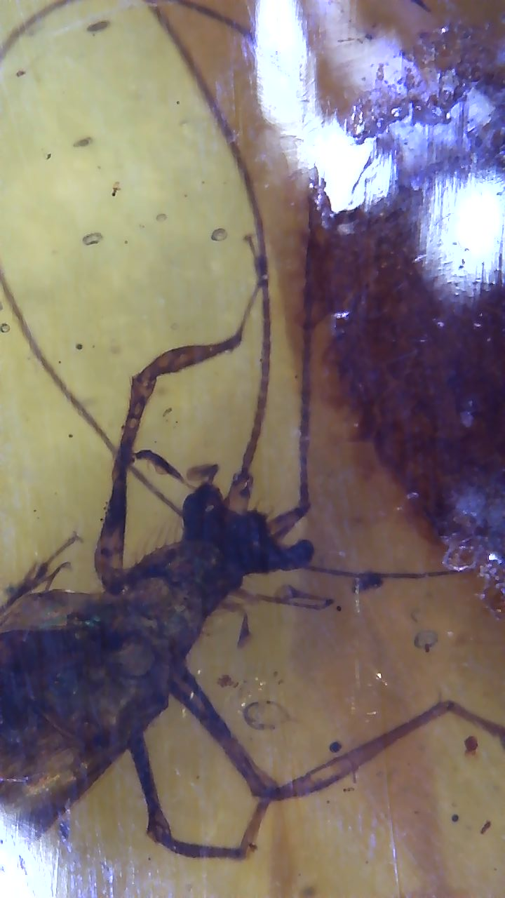 Jiminy Cricket in Amber