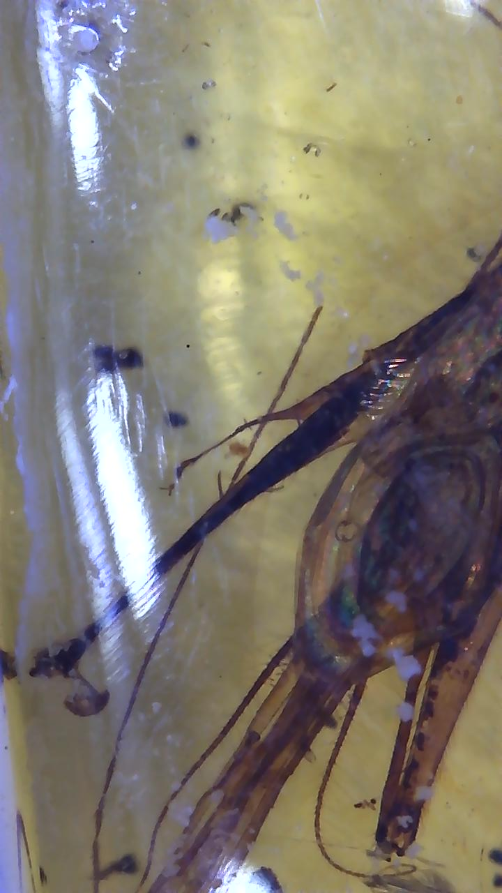 Jiminy Cricket in Amber