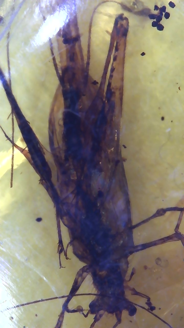 Jiminy Cricket in Amber
