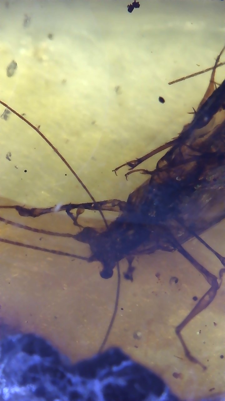 Jiminy Cricket in Amber