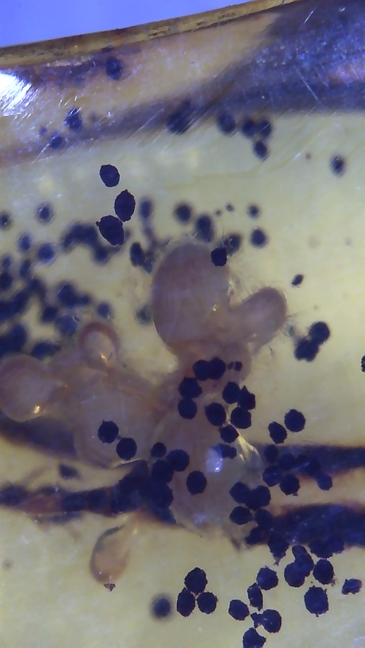 Interesting Insect Eggs in Amber