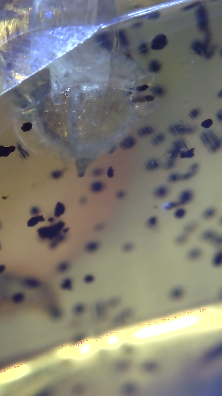Interesting Insect Eggs in Amber