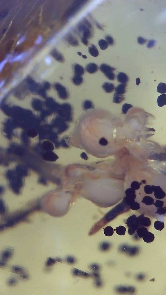 Interesting Insect Eggs in Amber