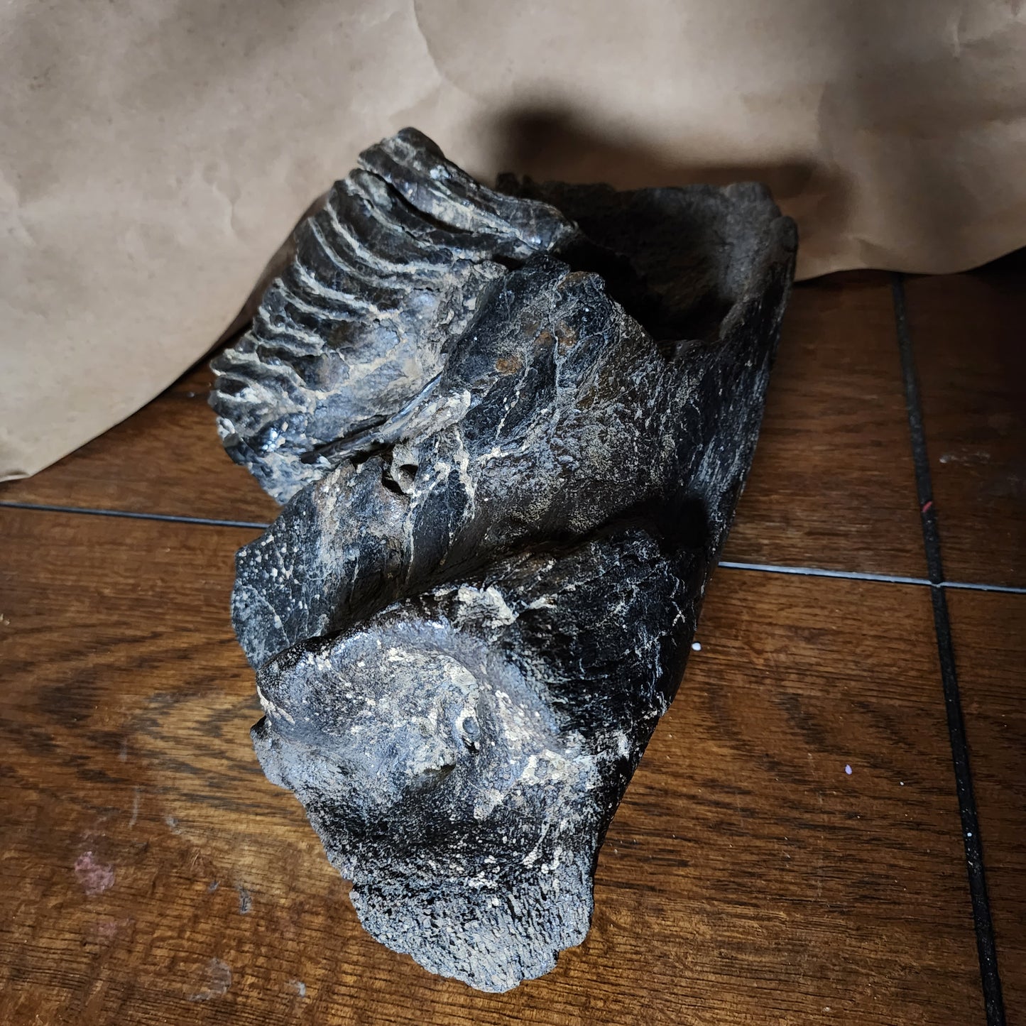 Stegodon jaw section with tooth