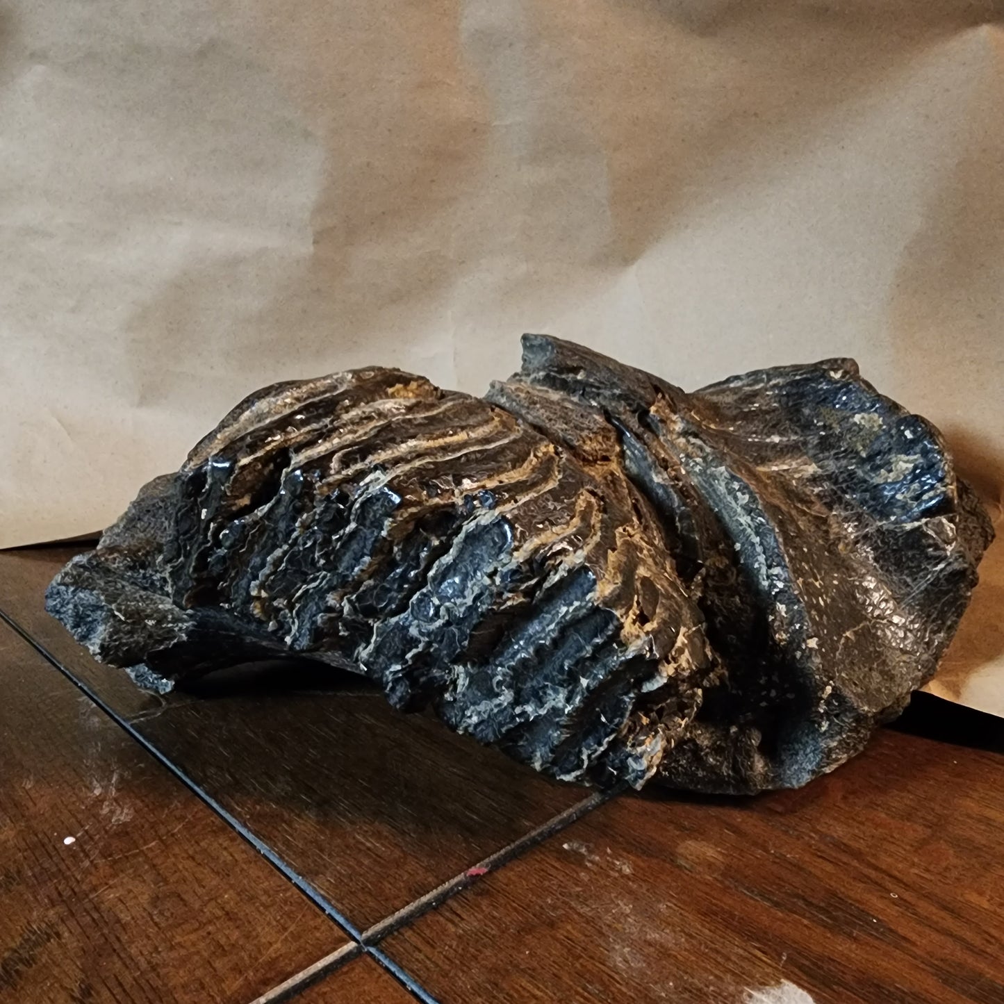 Stegodon jaw section with tooth