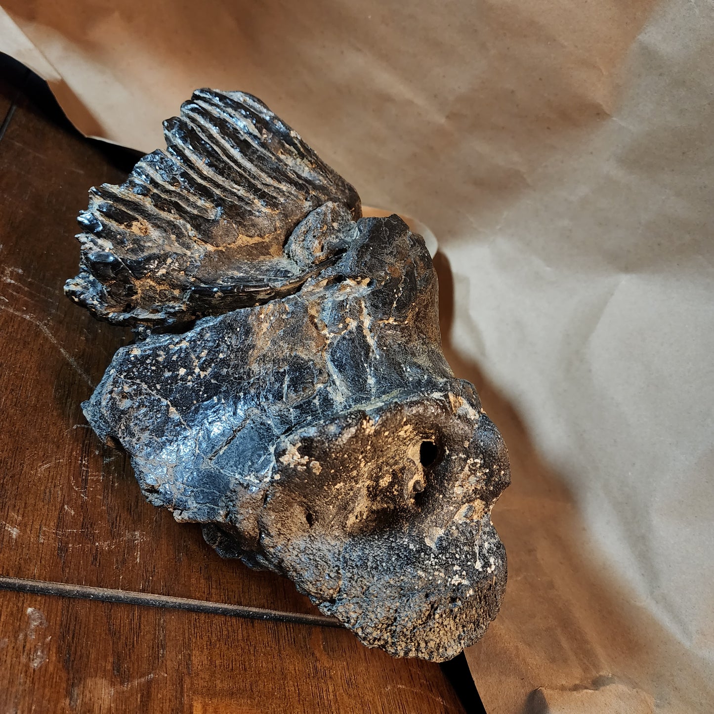 Stegodon jaw section with tooth