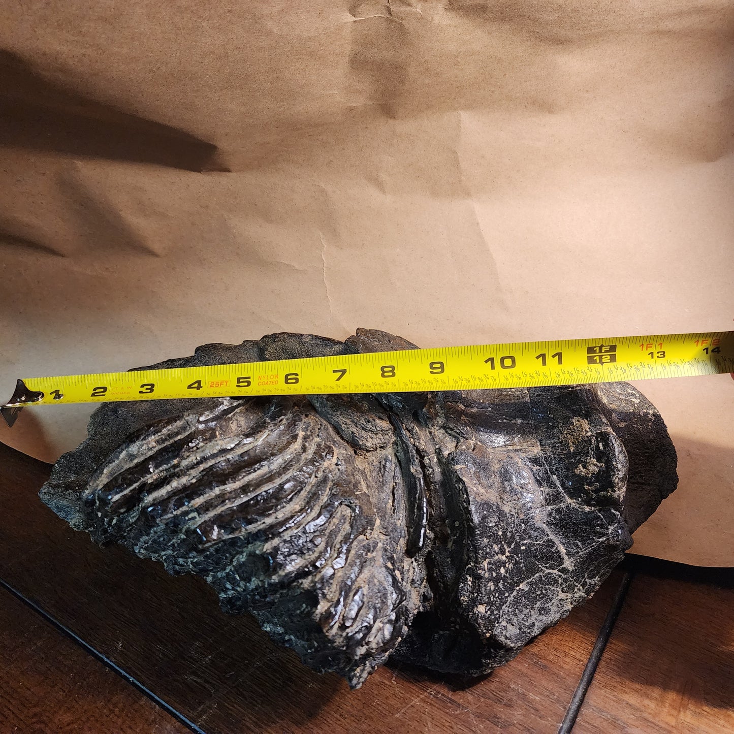 Stegodon jaw section with tooth