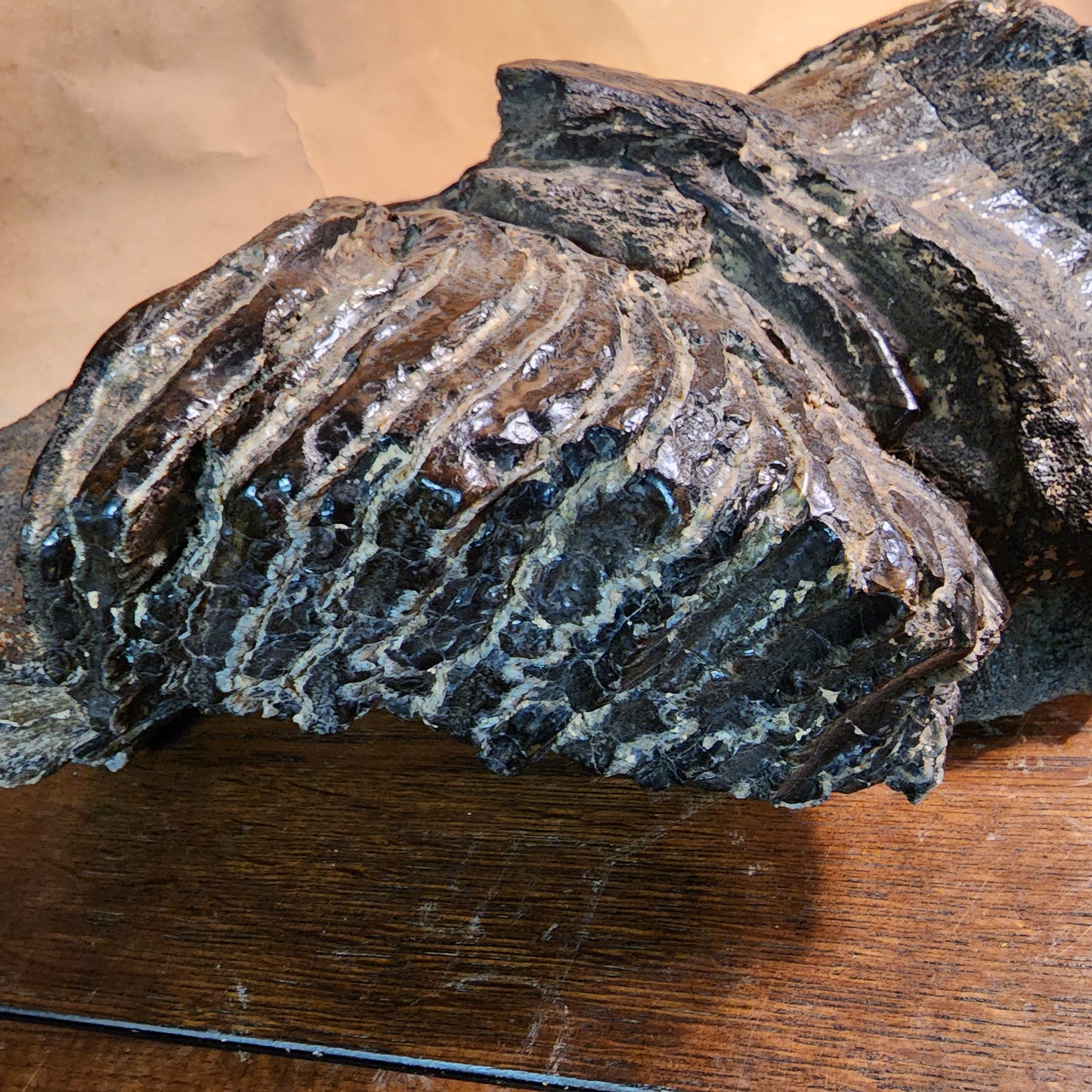 Stegodon jaw section with tooth