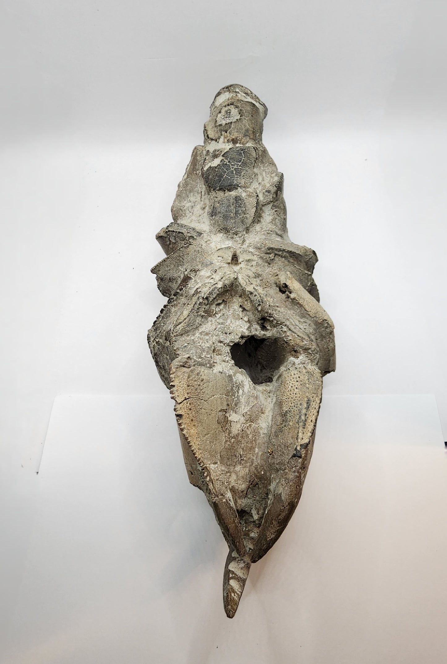 Authentic Indonesian Fossilized Lobster