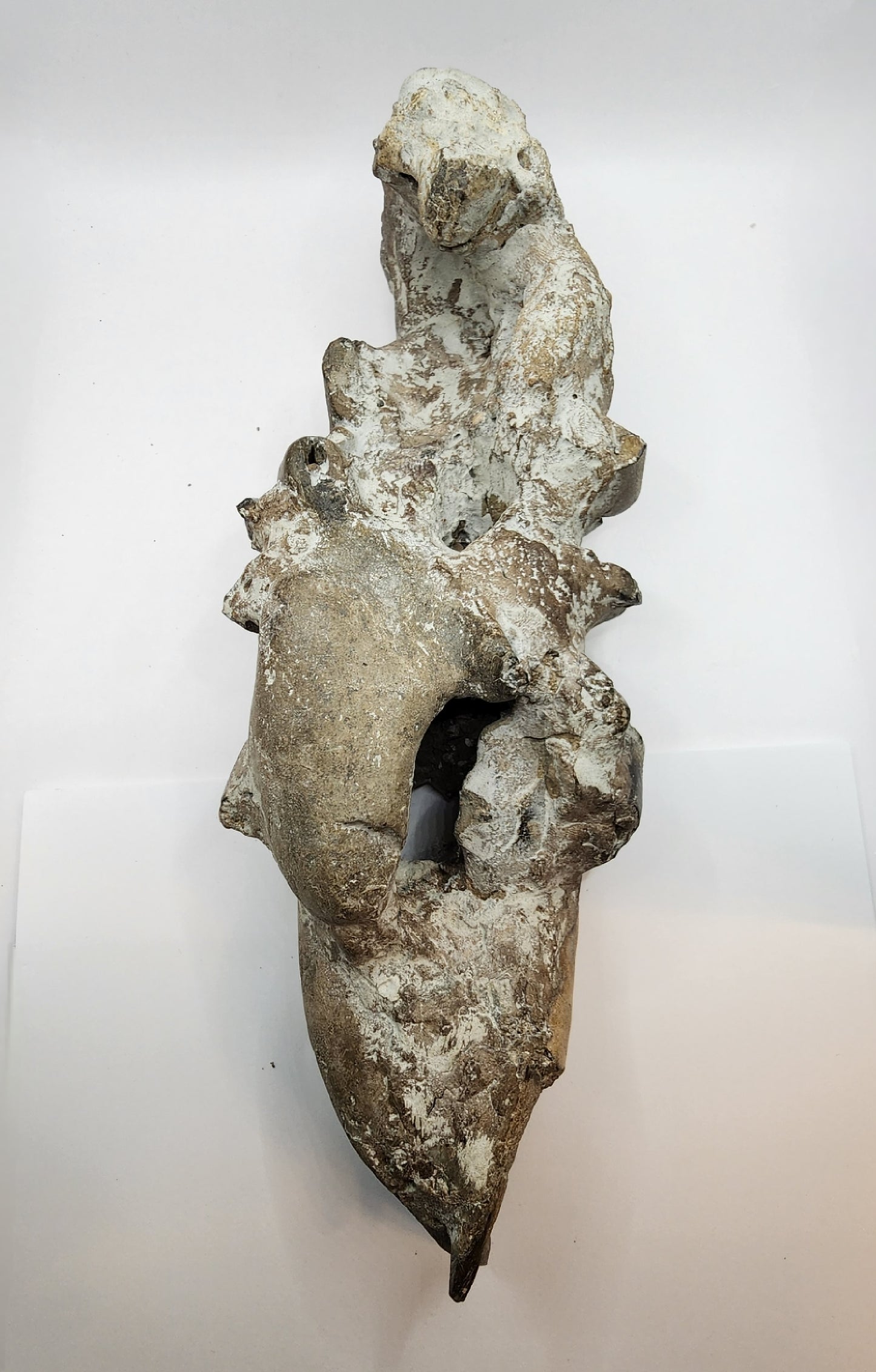 Authentic Indonesian Fossilized Lobster