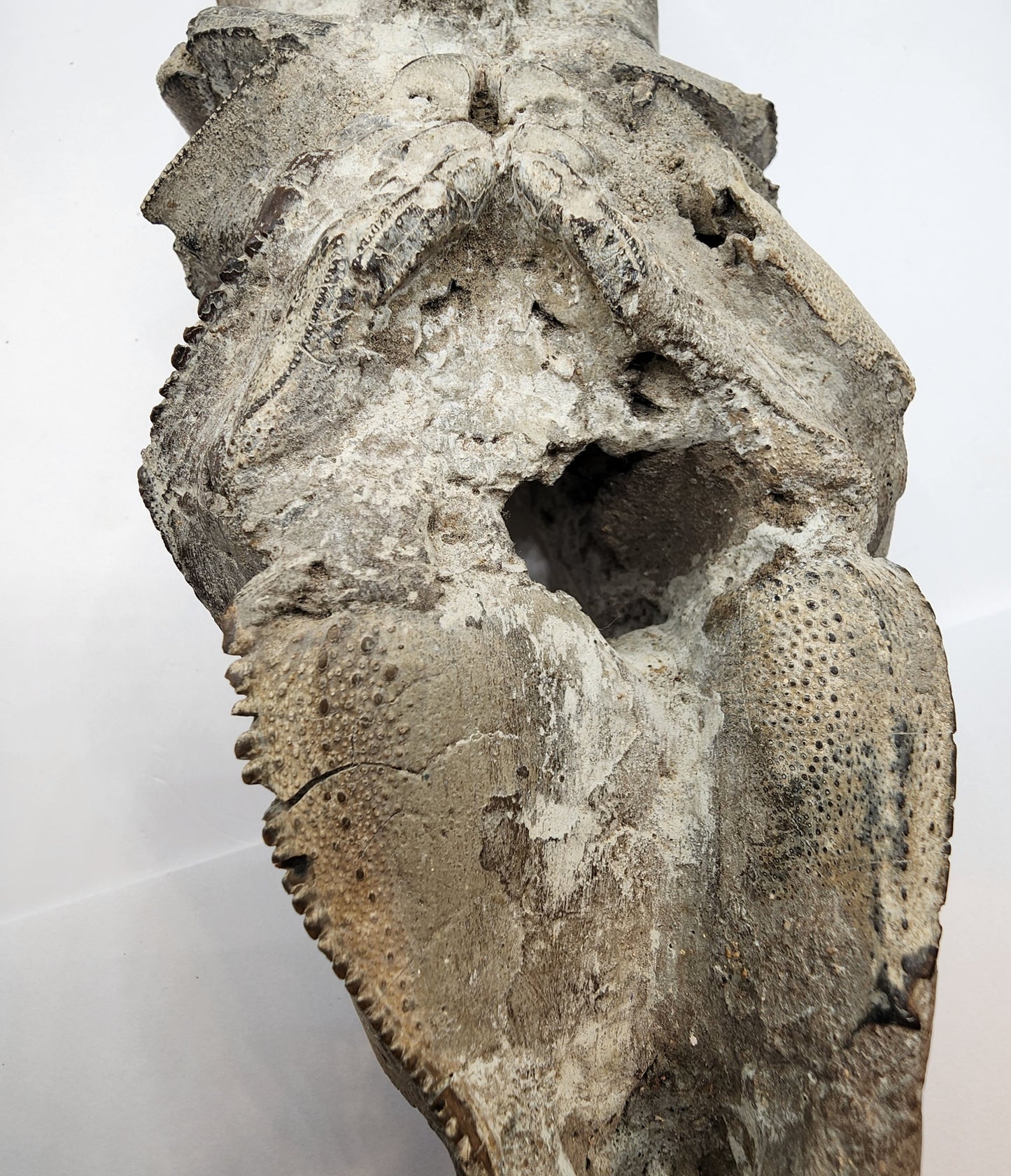 Authentic Indonesian Fossilized Lobster
