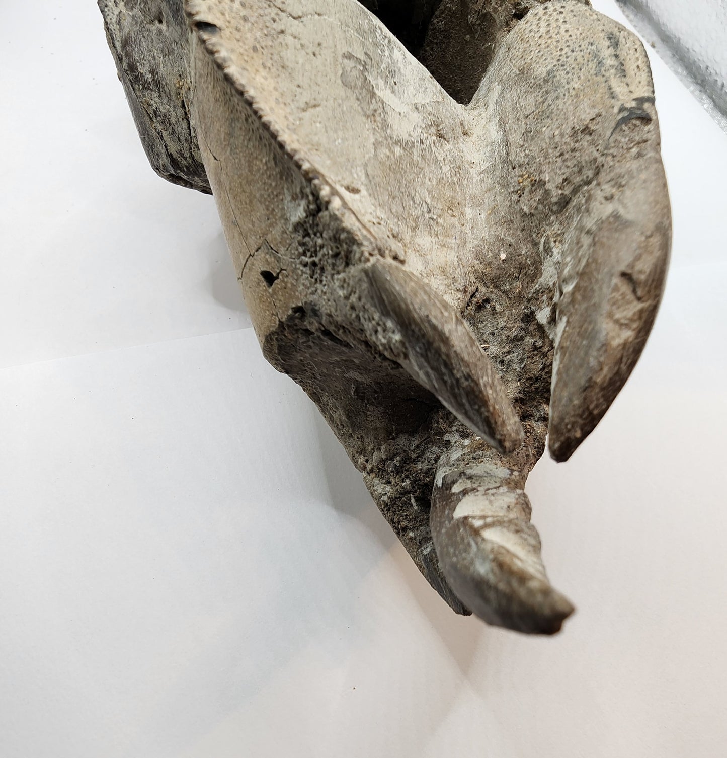Authentic Indonesian Fossilized Lobster
