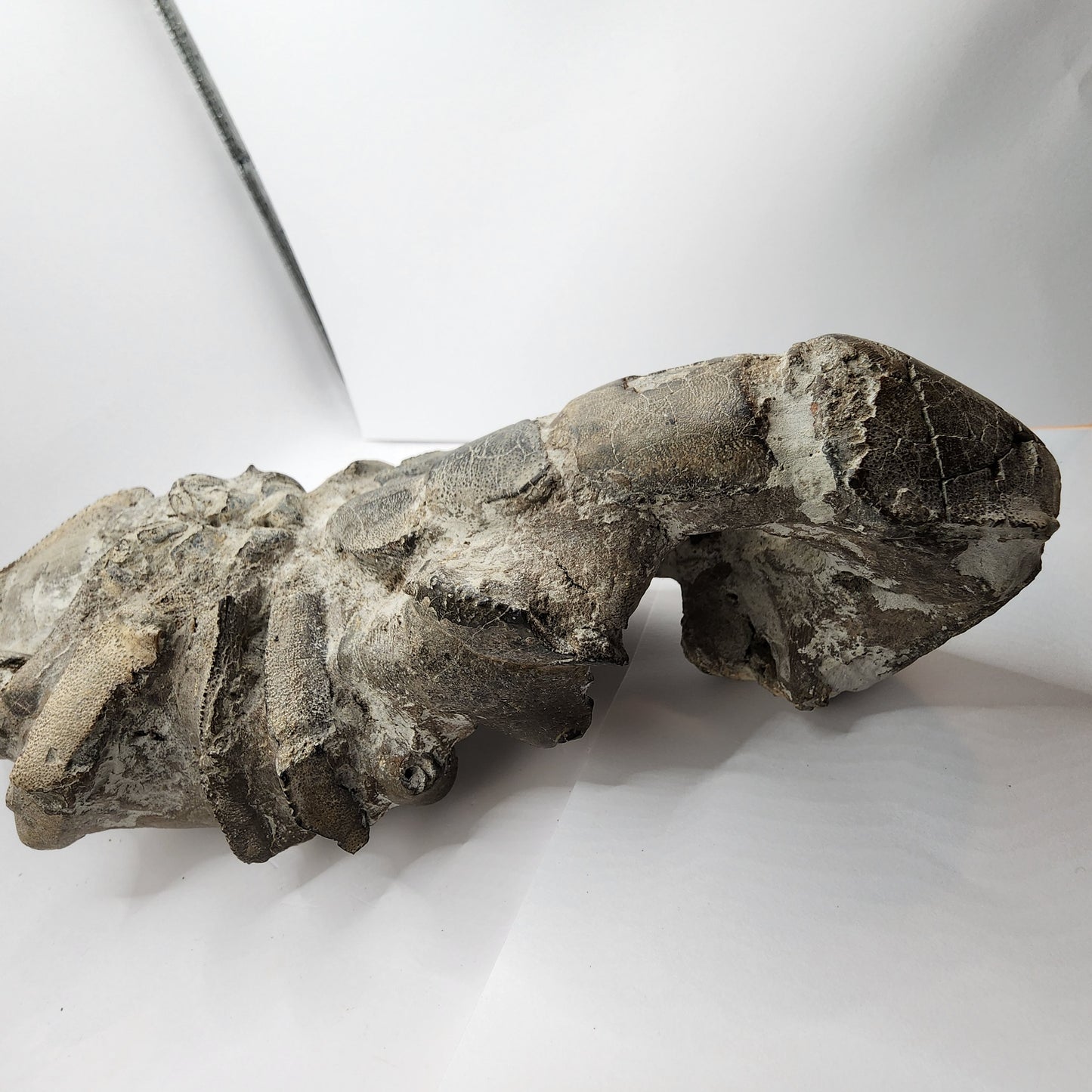 Authentic Indonesian Fossilized Lobster