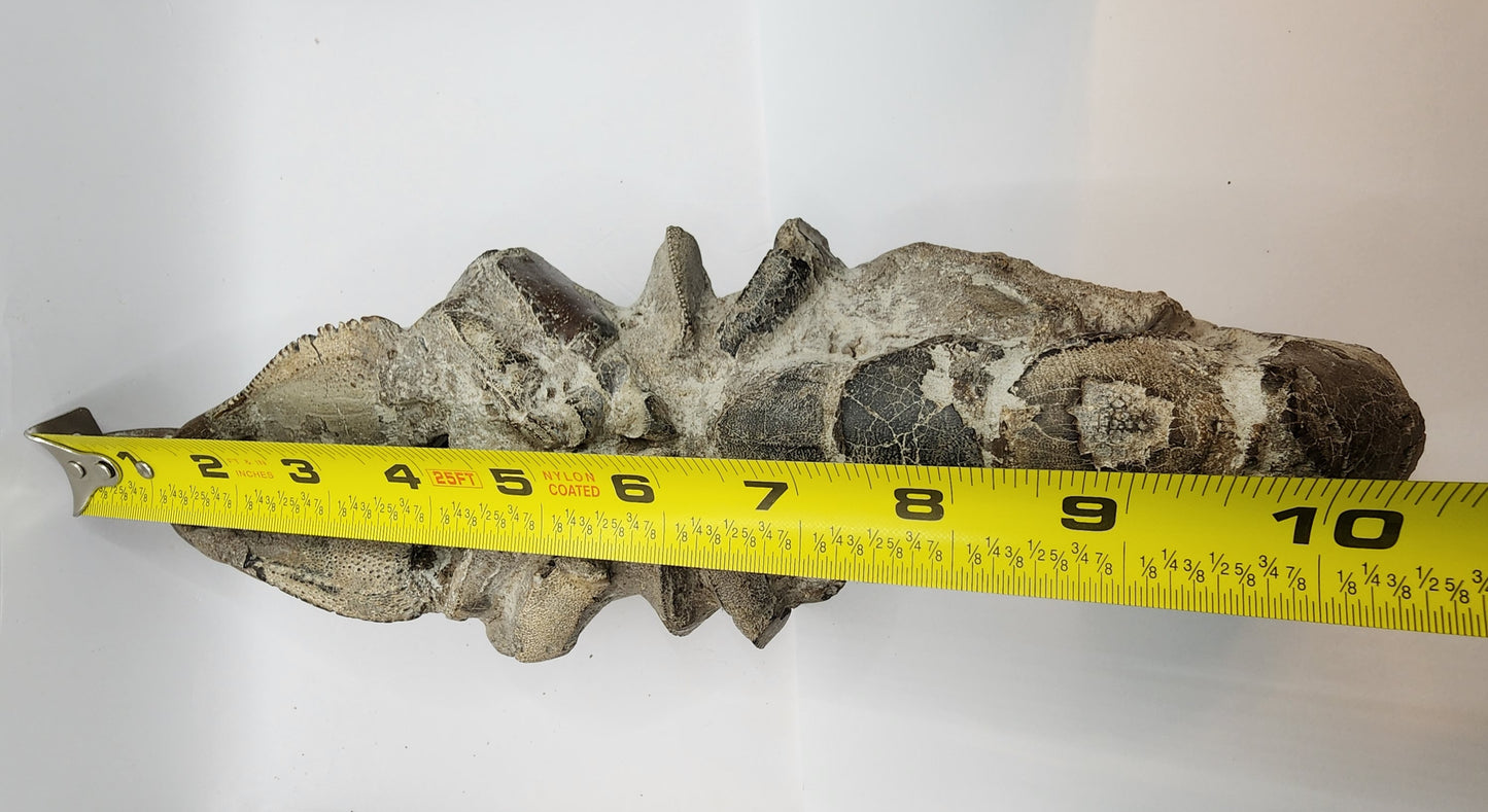 Authentic Indonesian Fossilized Lobster