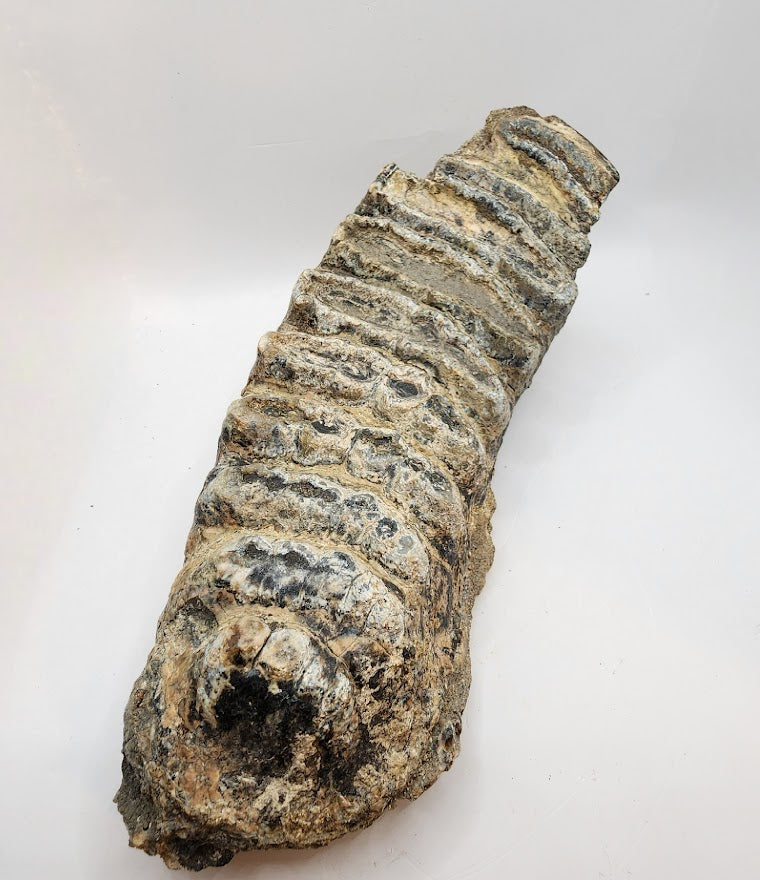 Stegodon Tooth 8"