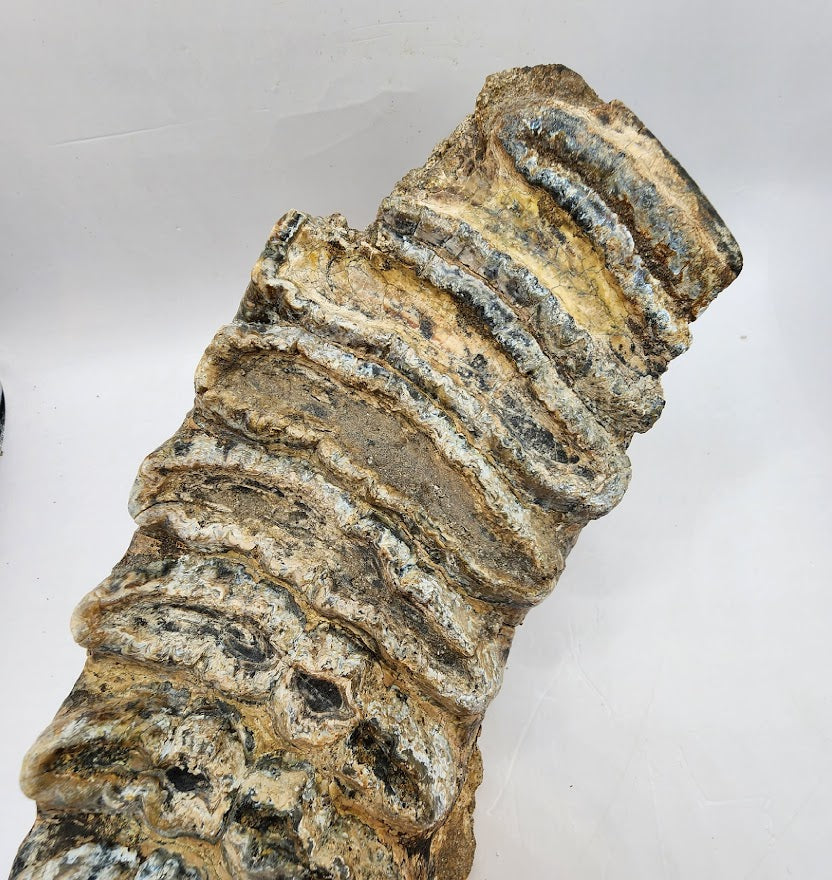 Stegodon Tooth 8"