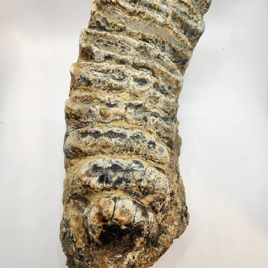 Stegodon Tooth 8"