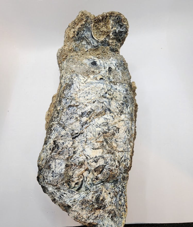 Stegodon Tooth 8"