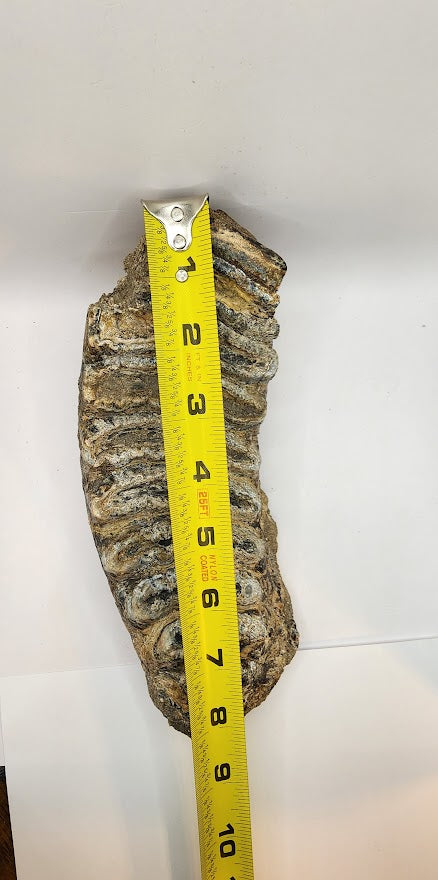 Stegodon Tooth 8"