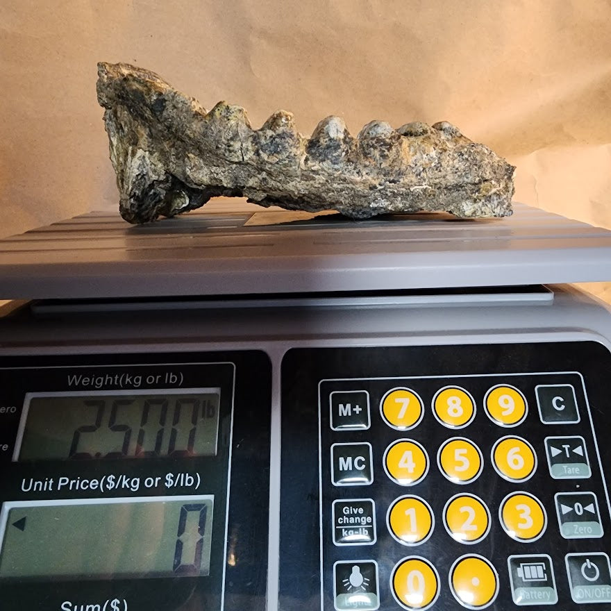 Stegodon Tooth 8"