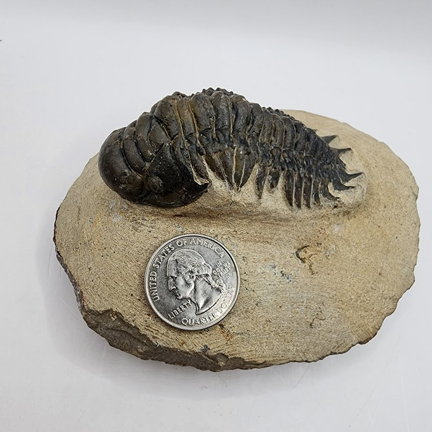 Crotalocephalina Trilobite