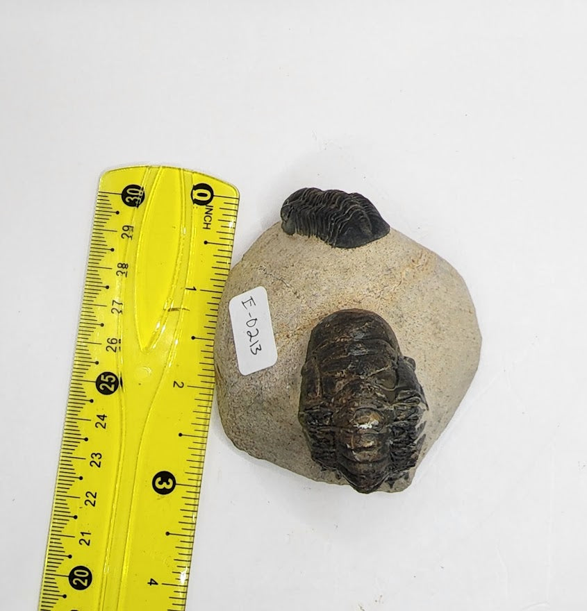 Double Trilobite with 2 species