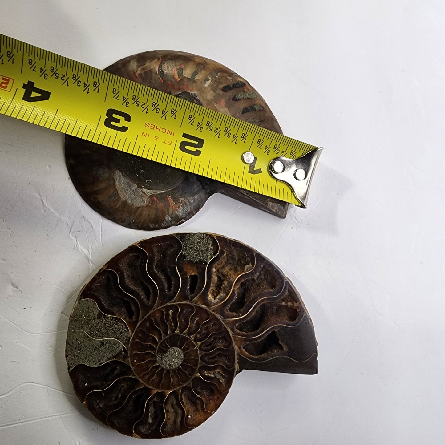 Split Polished Ammonite