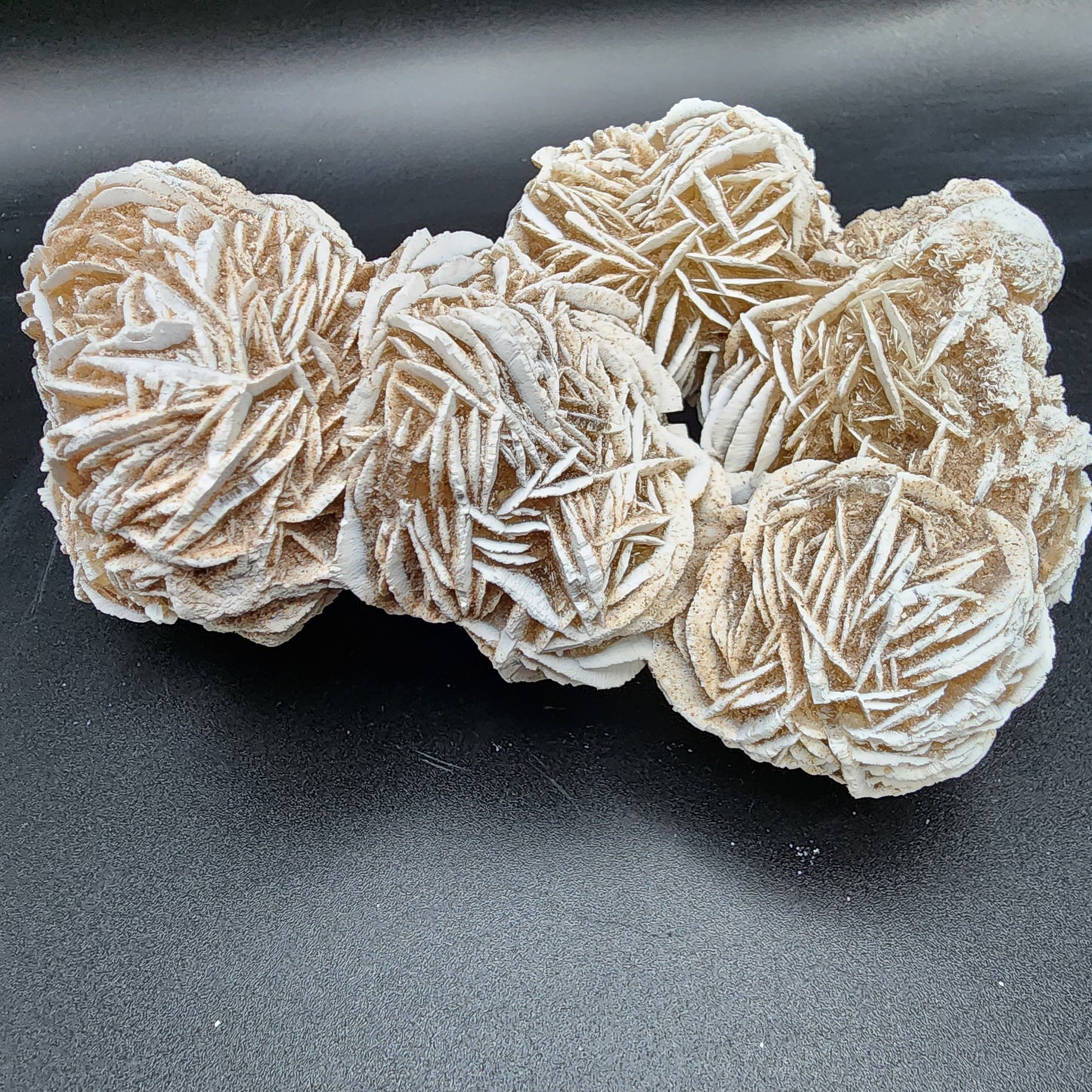 Delightful Desert Rose