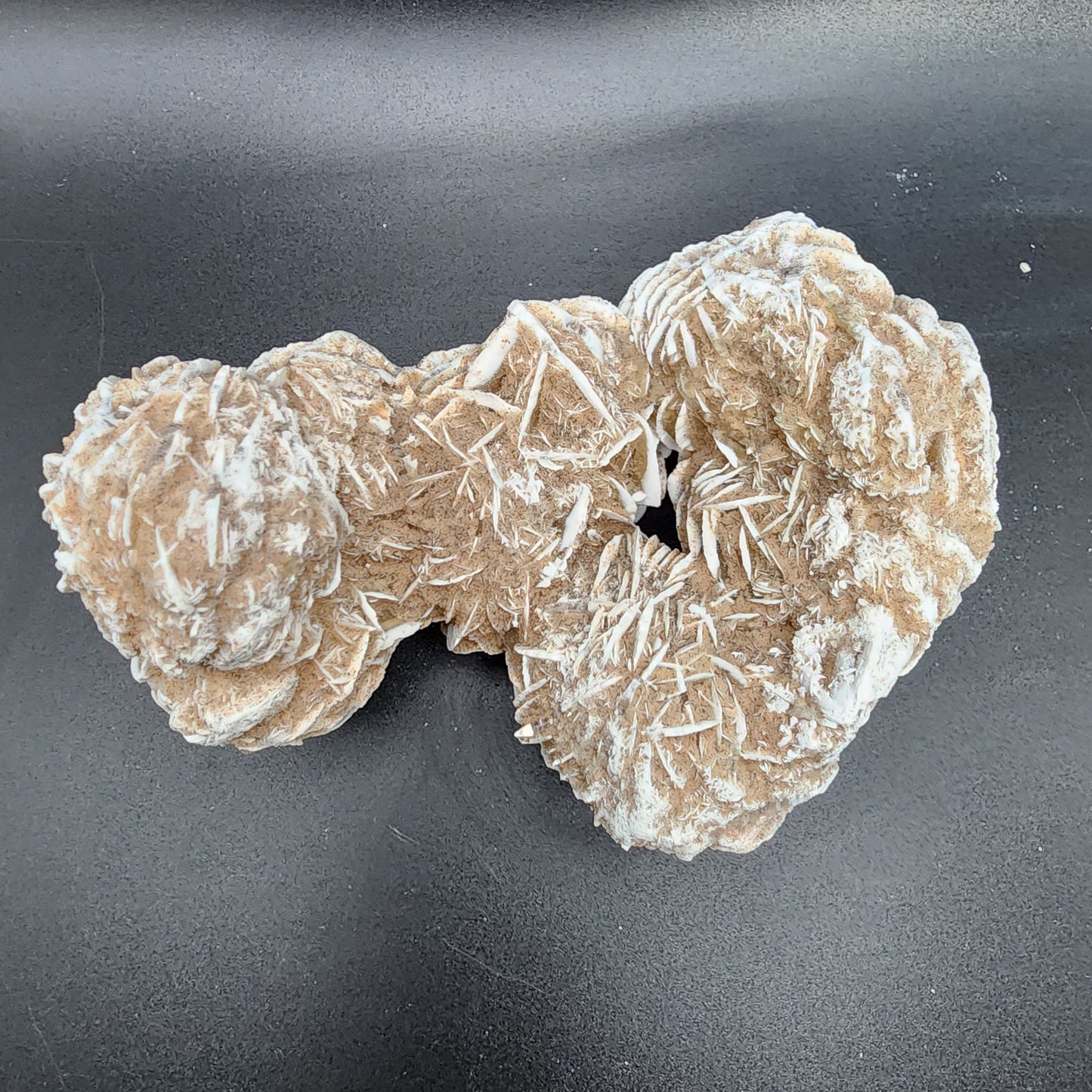 Delightful Desert Rose