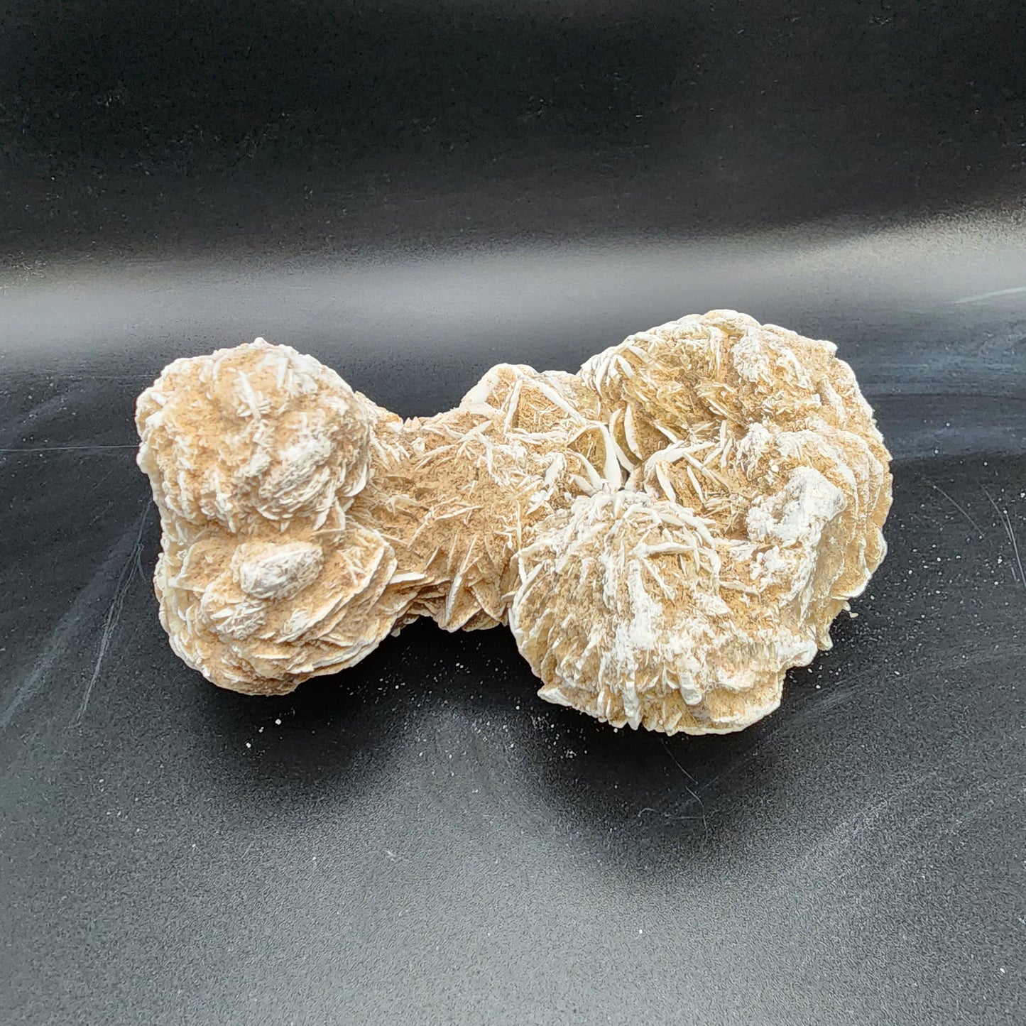 Delightful Desert Rose