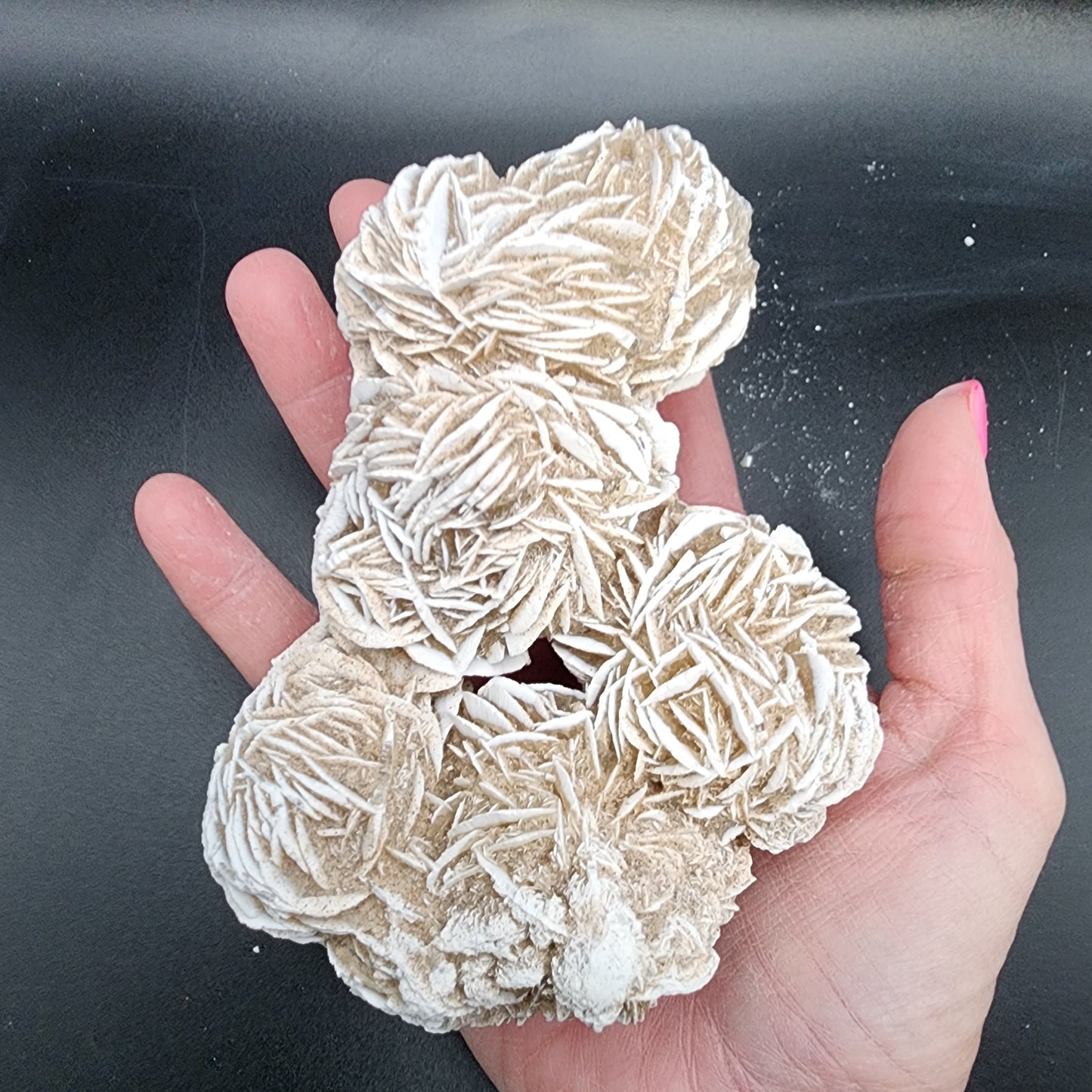 Delightful Desert Rose