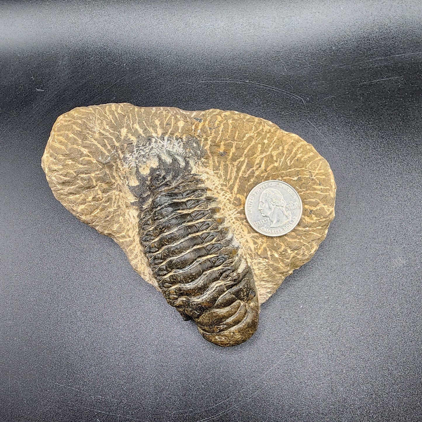Crotalocephalina Trilobite
