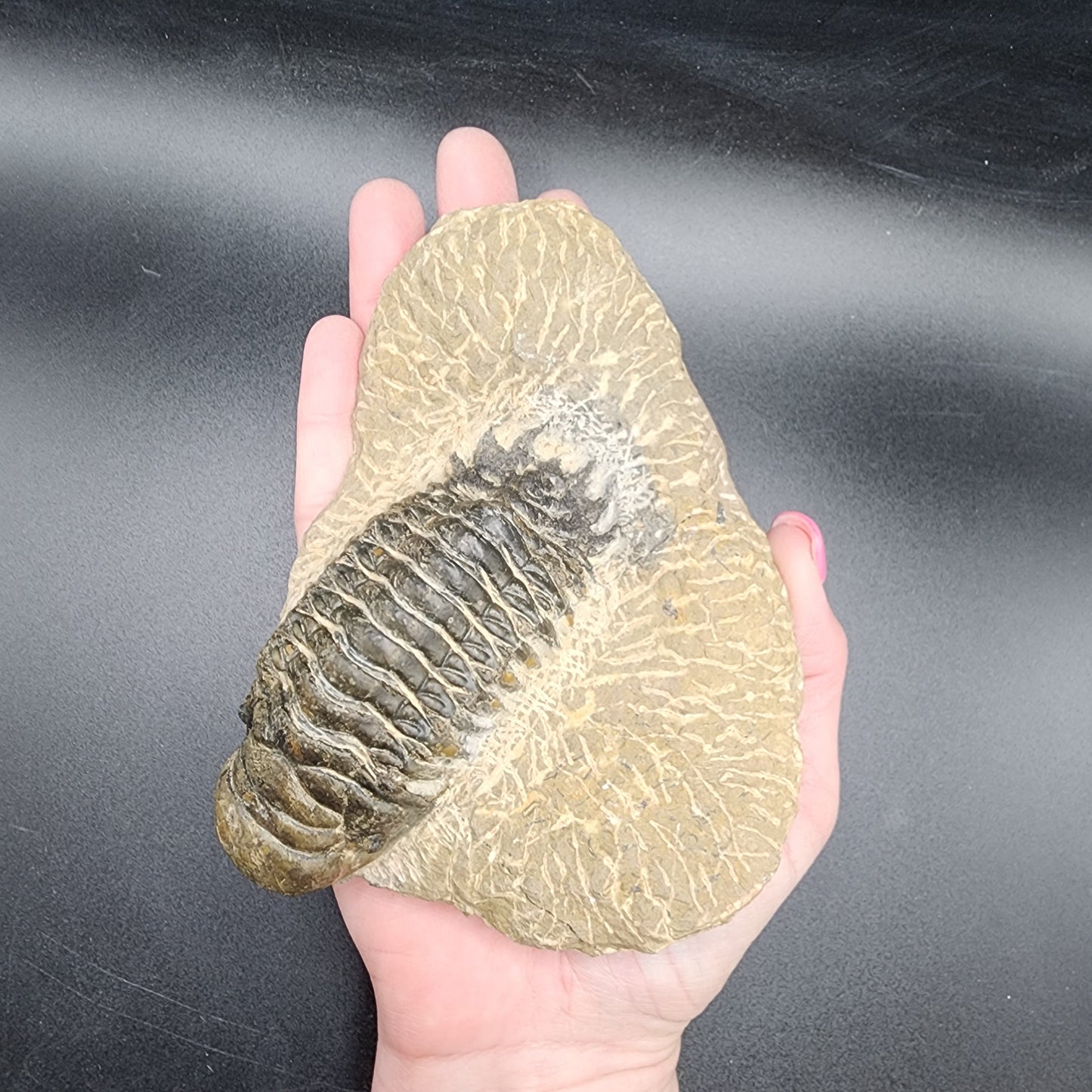 Crotalocephalina Trilobite