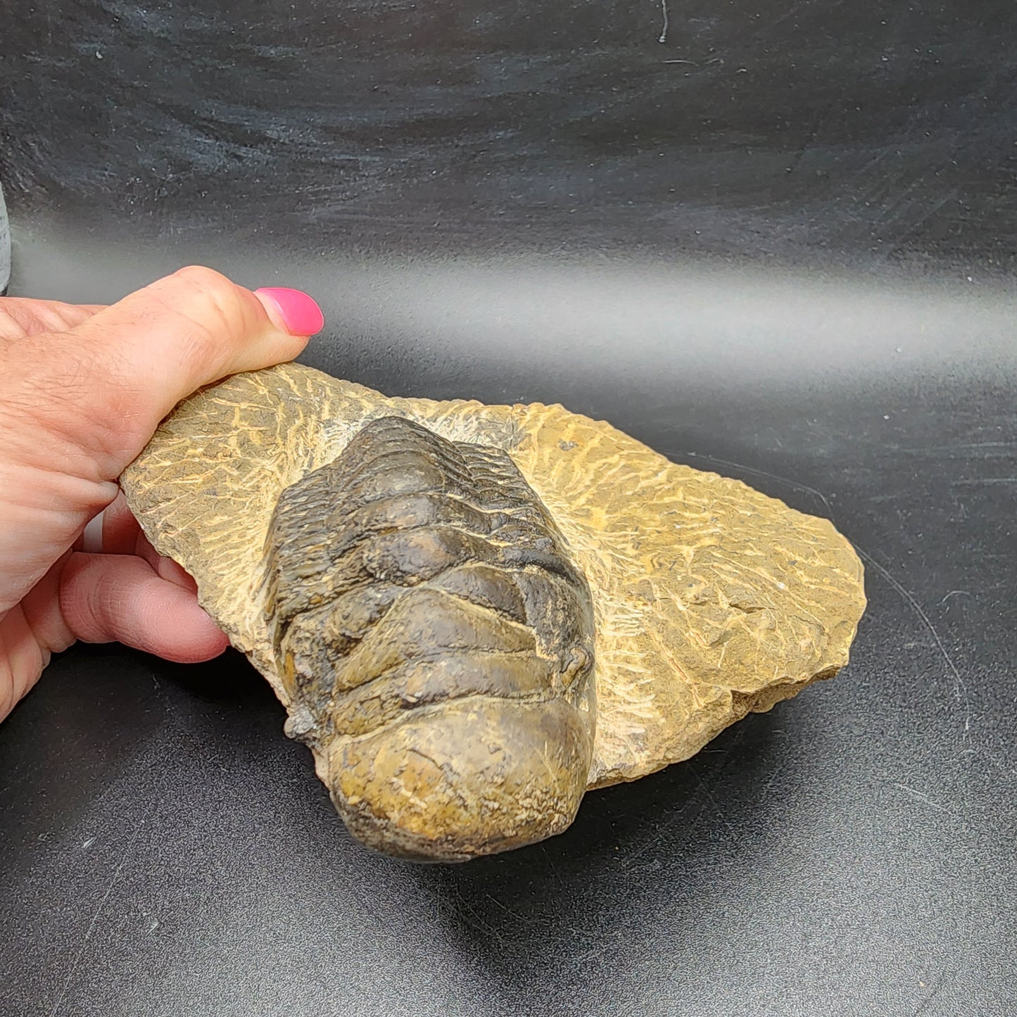 Crotalocephalina Trilobite
